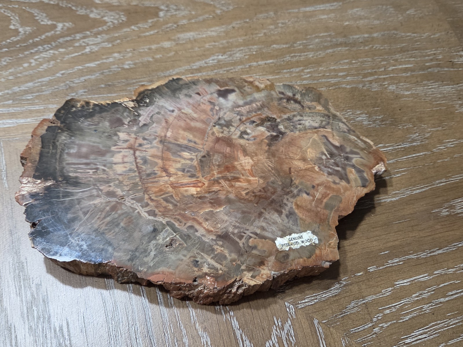 Genuine Fossilized Wood Slice Natural Polished Petrified Wood