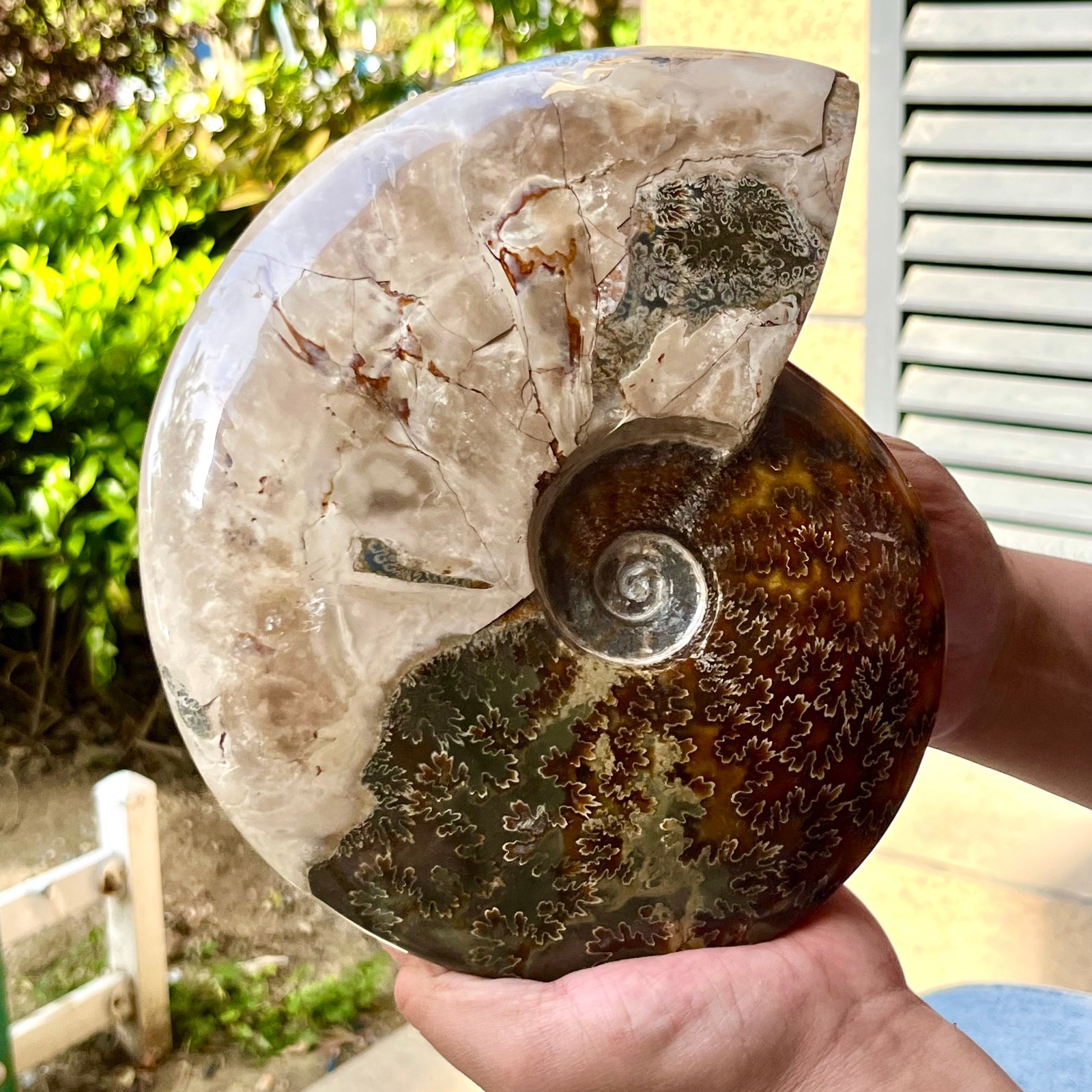 Polished Madagascar Ammonite Fossil Natural Gemstone Spiral Shell Decor 6.3 lb