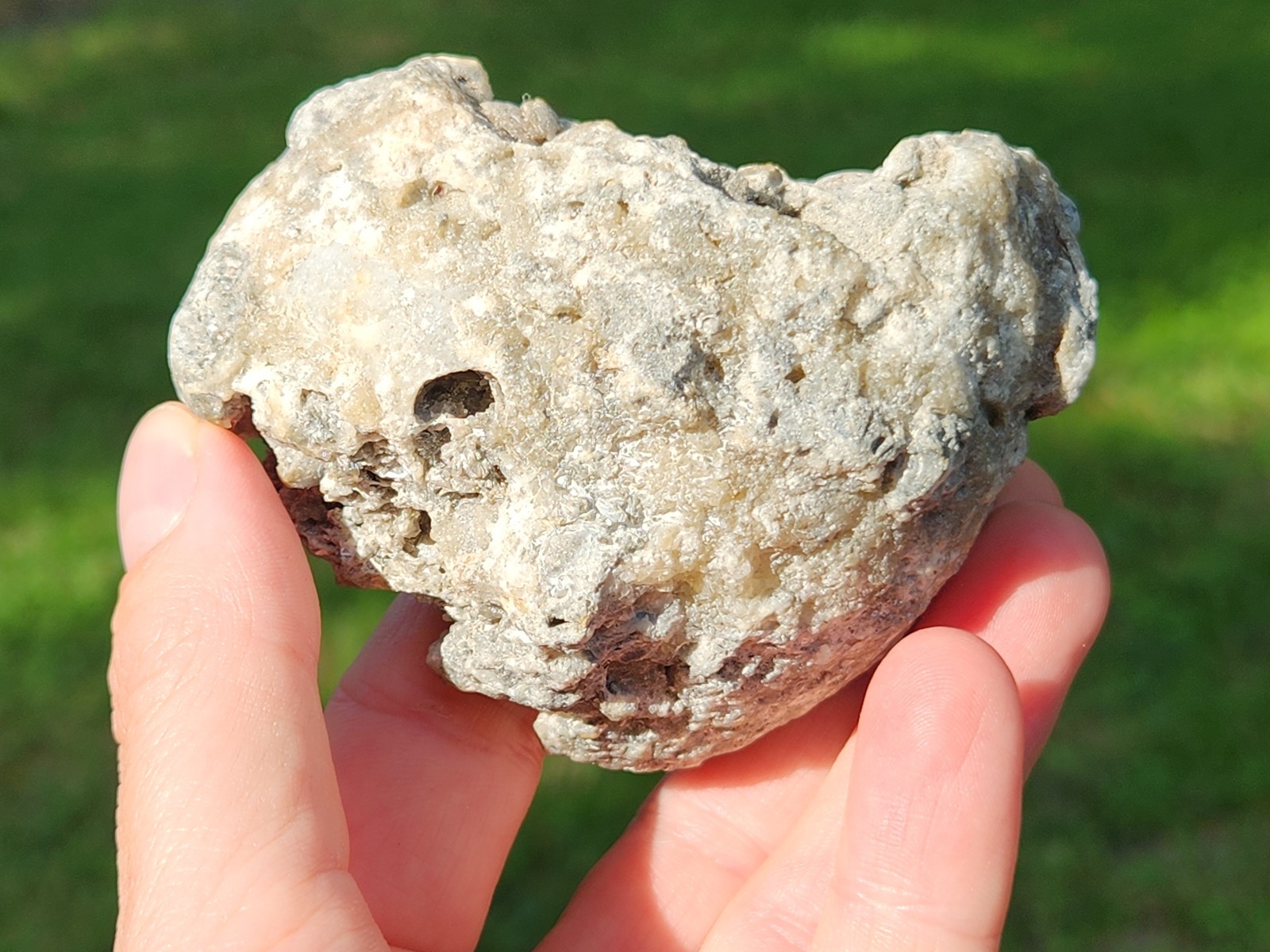 Calcite Crystal WHELK Shell Fossil Rucks Pit Florida dogtooth UV CUT POLISHED