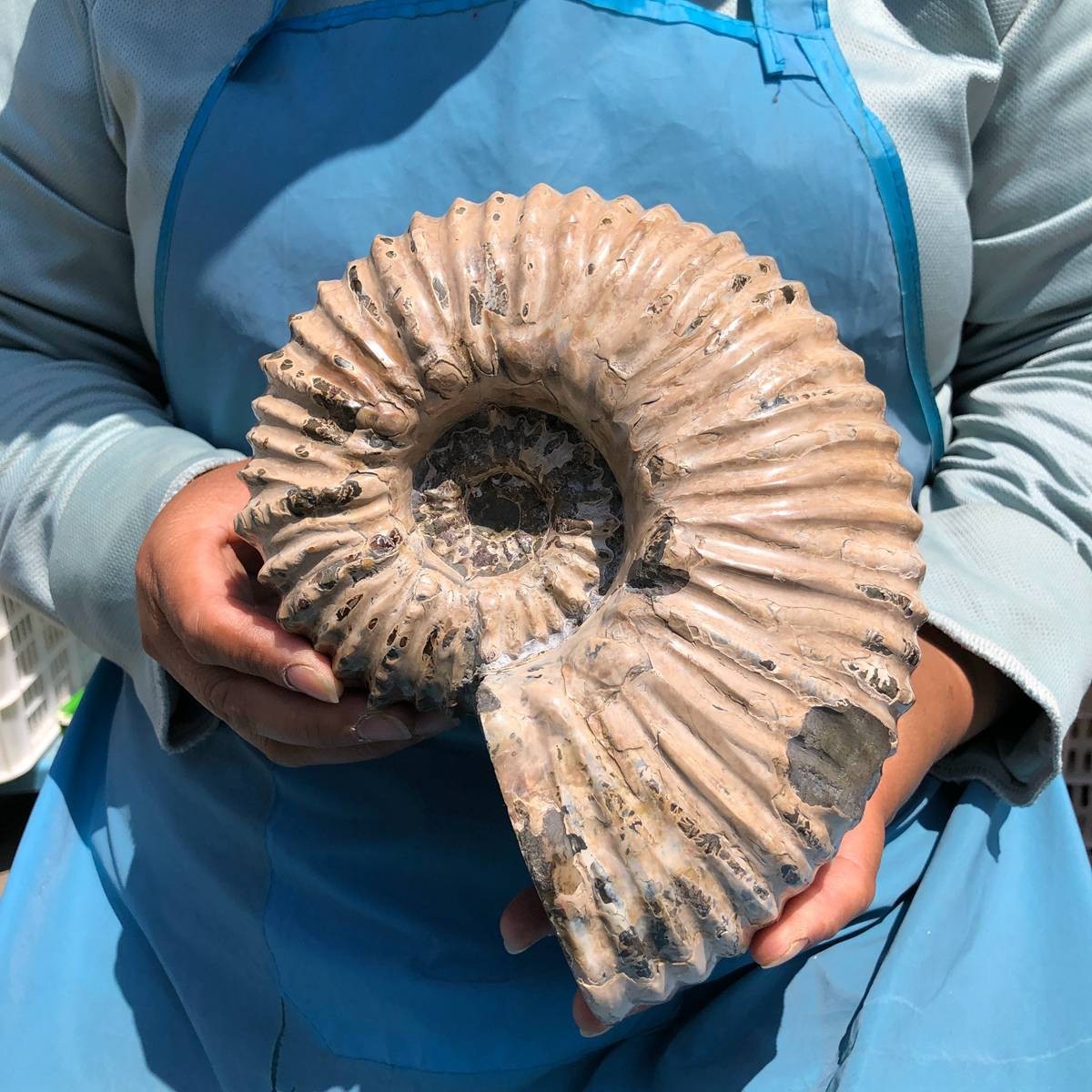 7.63LB Natural Beautiful Ammonite Fossil Conch Crystal Specimen Healing 5391