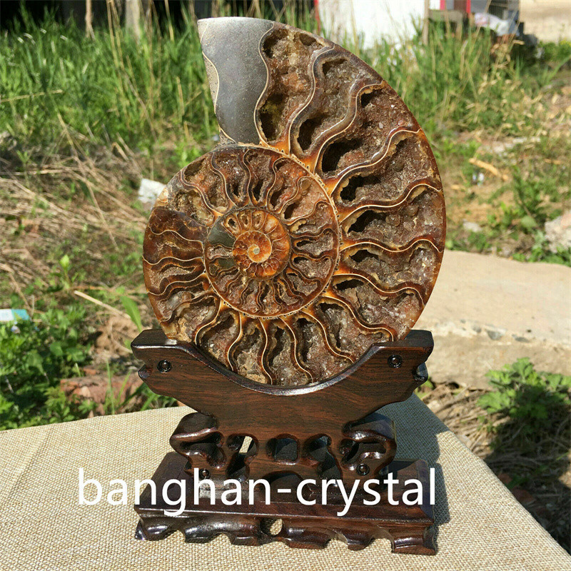 1pc Natural ammonite fossil conch Crystal specimen healing Home decoration+stand