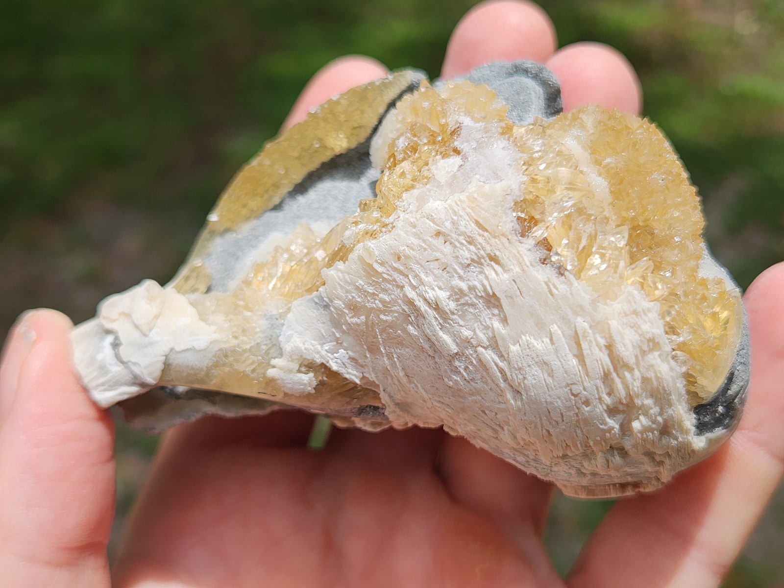 CALCITE CRYSTAL WHELK Shell Fossil Rucks Pit Florida dogtooth UV honey cluster