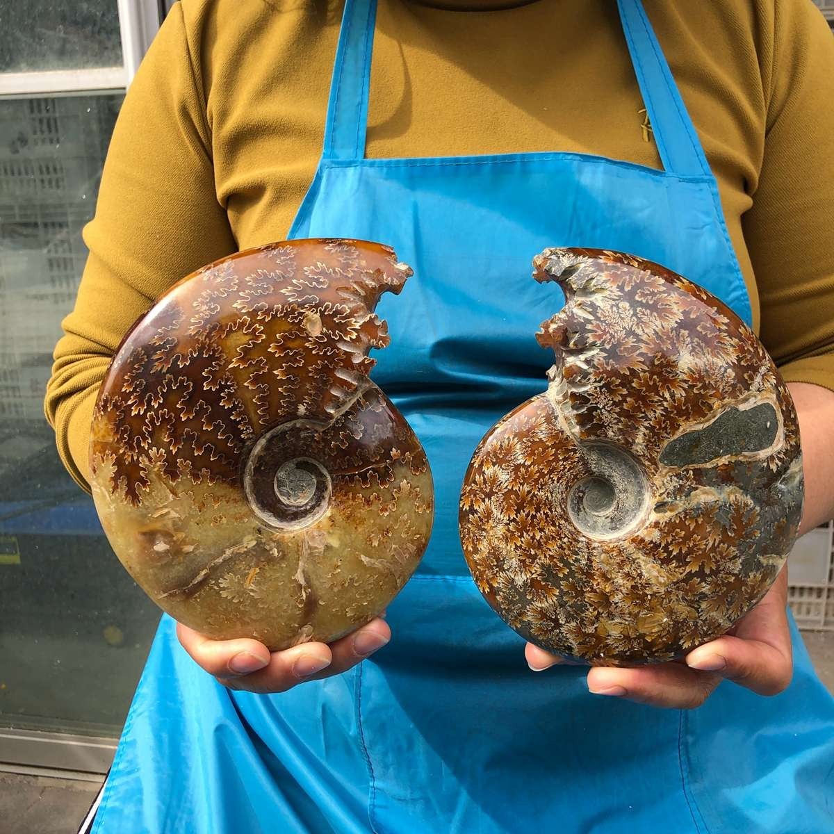 2pcs 3.47LB Natural Beautiful Ammonite Fossil Conch Crystal Specimen Healing