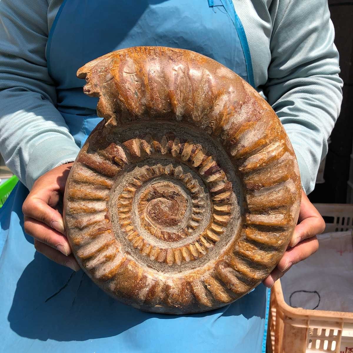 9.96LB Top Natural Horn Screw Fossil Ammonite Conch Crystal Specimen Healing