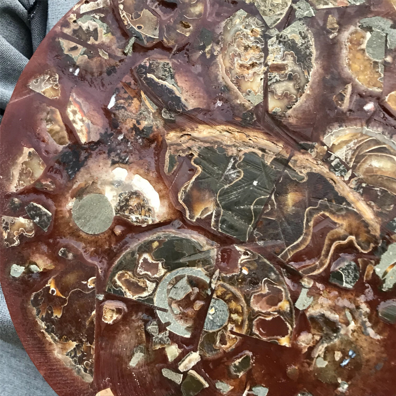 710g Natural Ammonite Disk Fossil Conch Specimen Crystal Healing Reiki