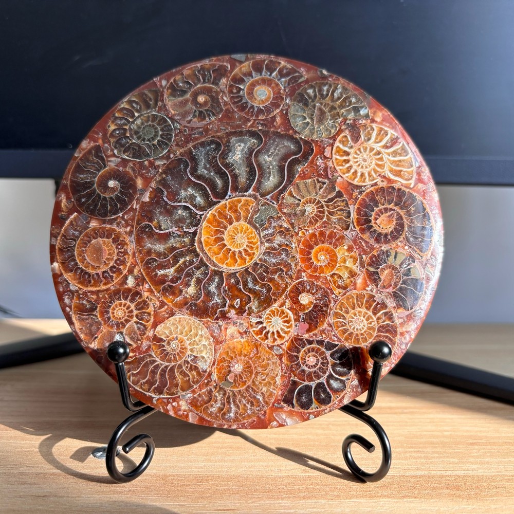 Top Natural Ammonite Disc Fossil Conch Specimen Healing +Stand 1PC
