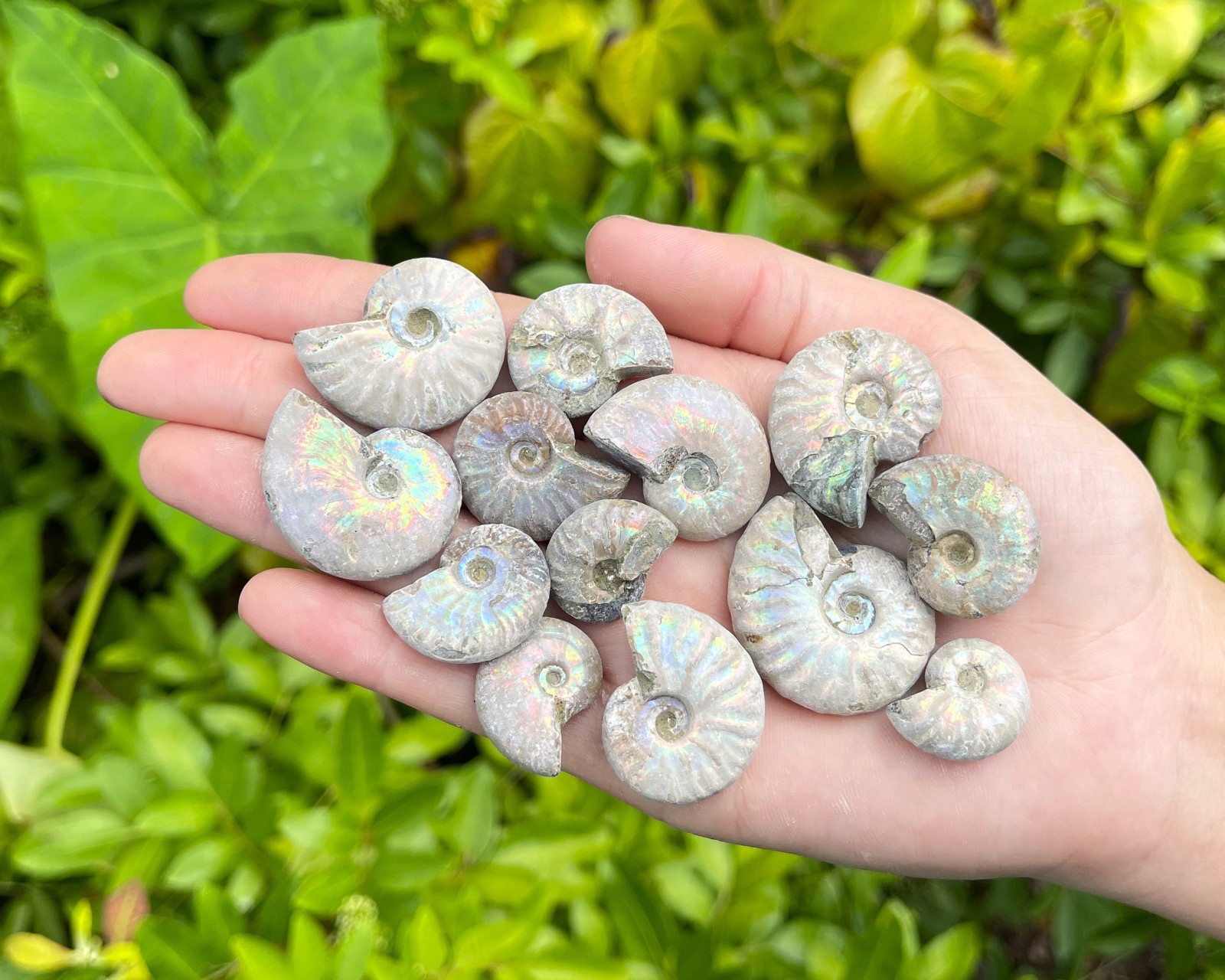 Opalized Ammonite Fossils – Choose Size & Amount (Natural Iridescent Ammonites)