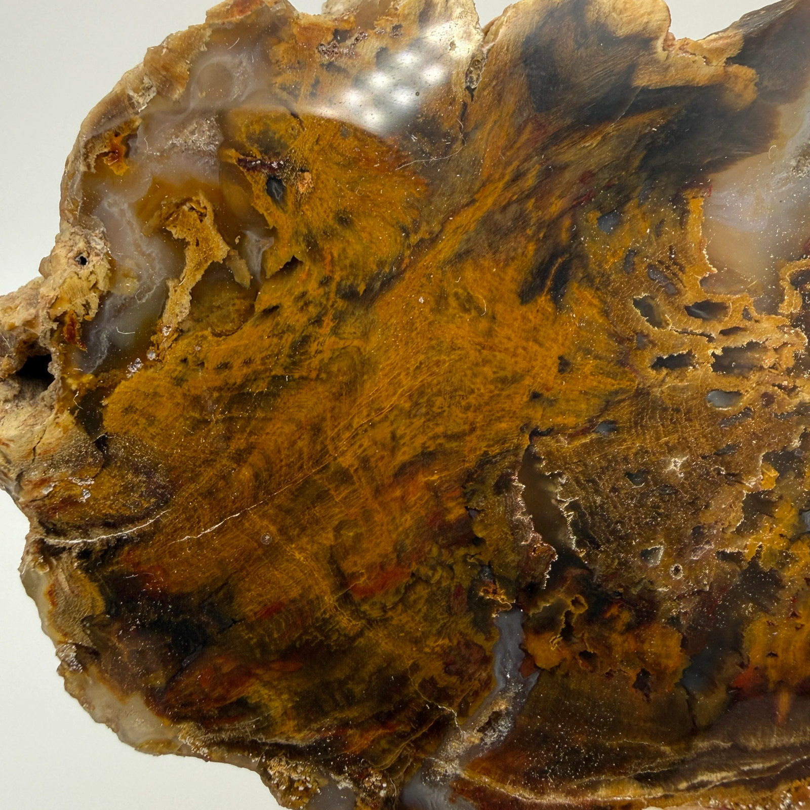Petrified Wood (identified as Tempskya)- South Dakota