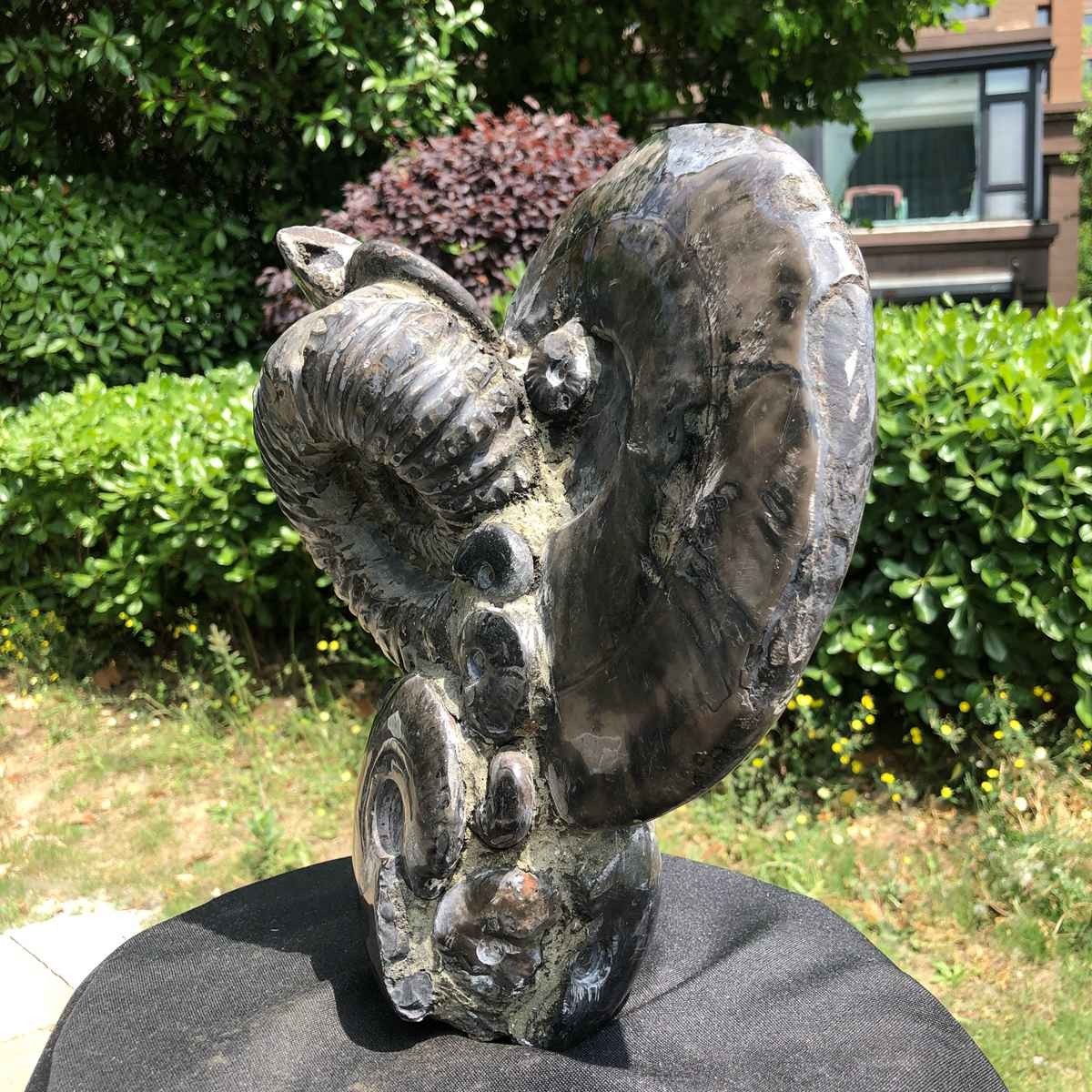 15.24LB Natural Beautiful Ammonite Fossil Conch Crystal Specimen Healing 5122