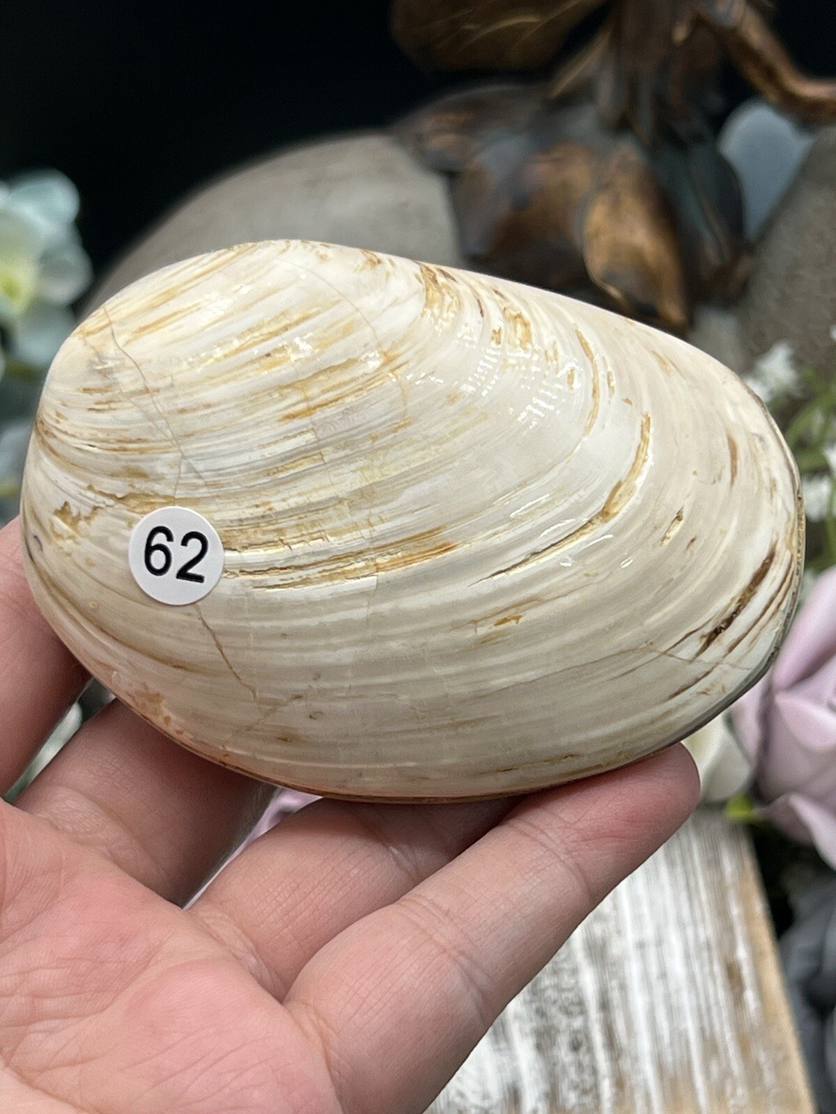 Natural Fossilized Polished Clam Shells from Madagascar Free ship & Gift