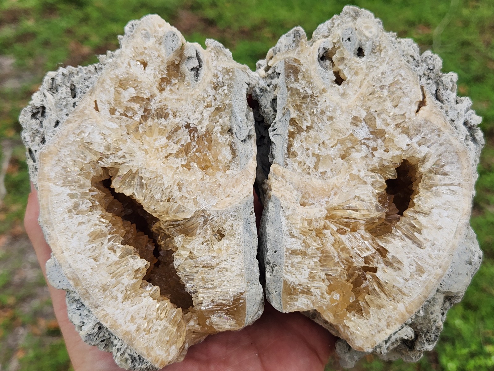 HUGE Calcite CRYSTAL WHELK Shell Fossil Rucks Pit Florida dogtooth CUT POLISHED
