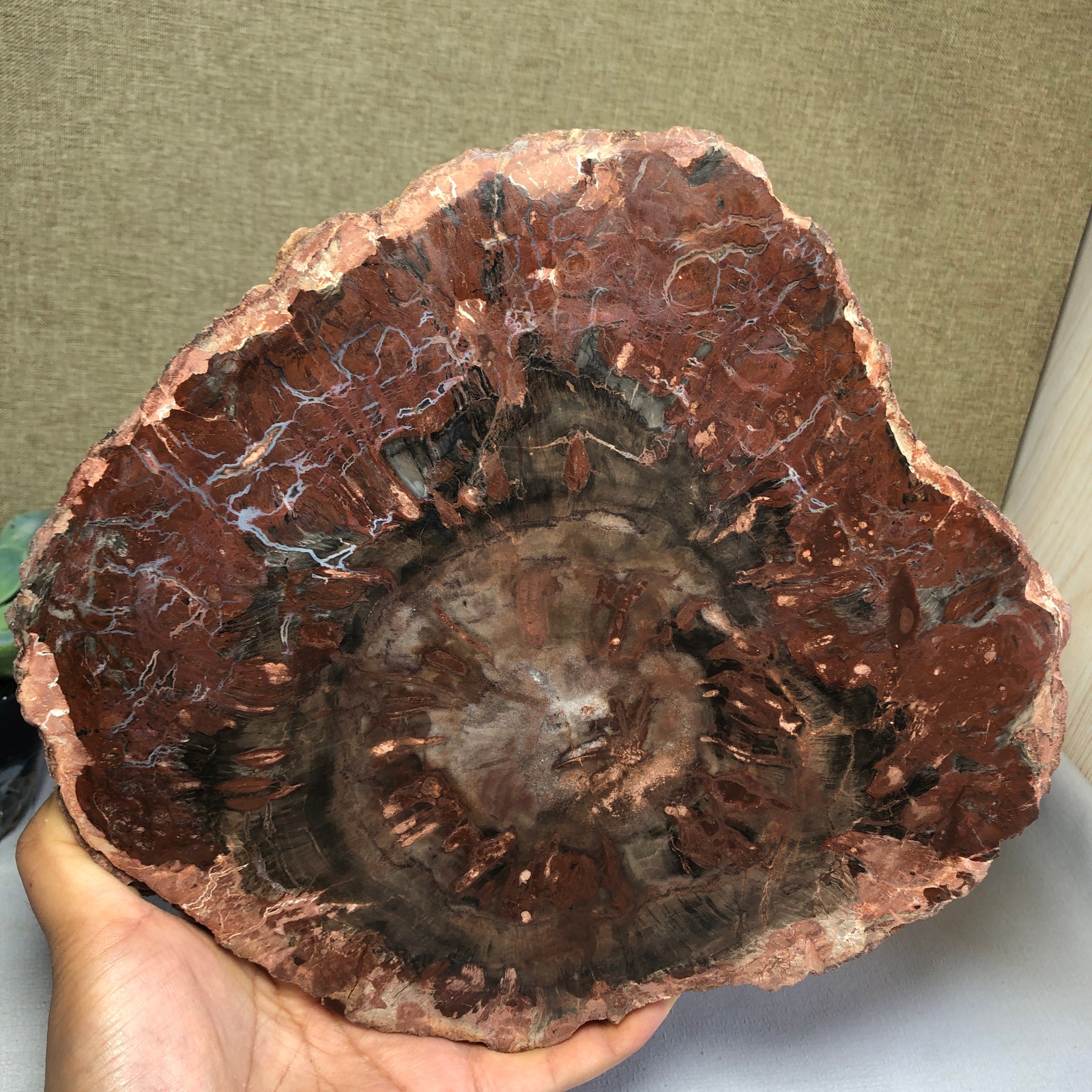 1.58kg natural Beautiful Petrified Wood Crystal mineral Slice Specimens g7689