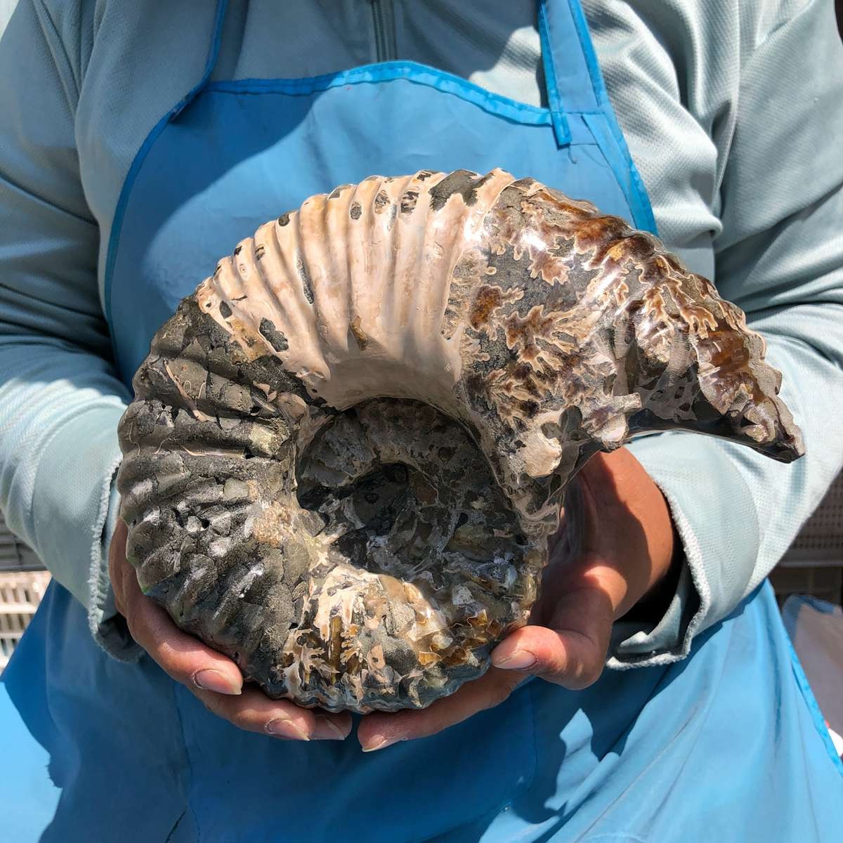 7.65LB Natural ammonite fossil conch Crystal specimen healing decor