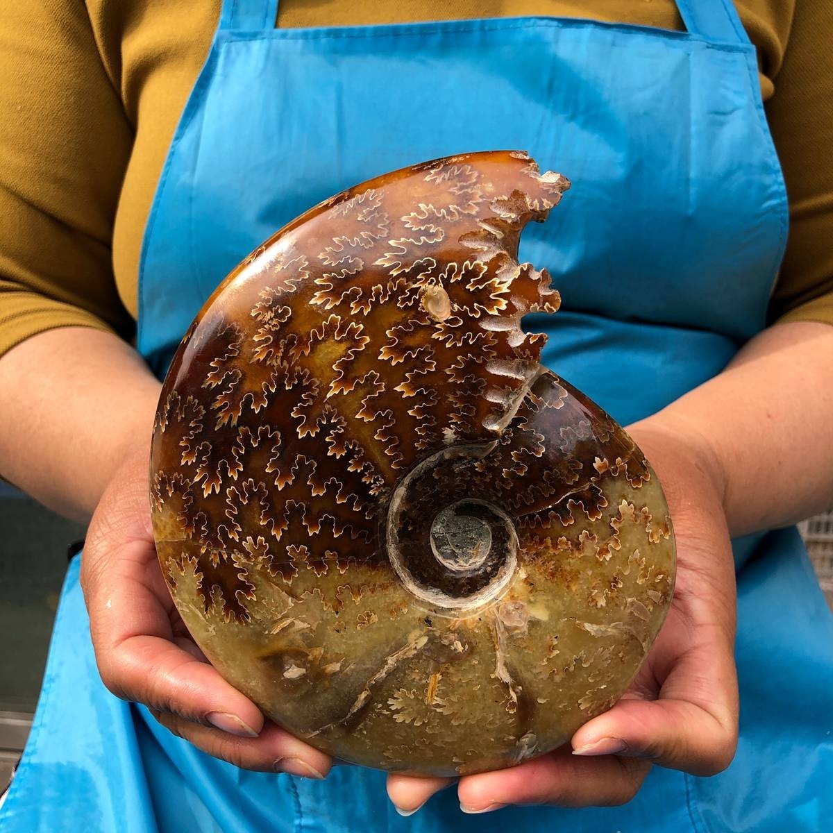 2pcs 3.47LB Natural Beautiful Ammonite Fossil Conch Crystal Specimen Healing