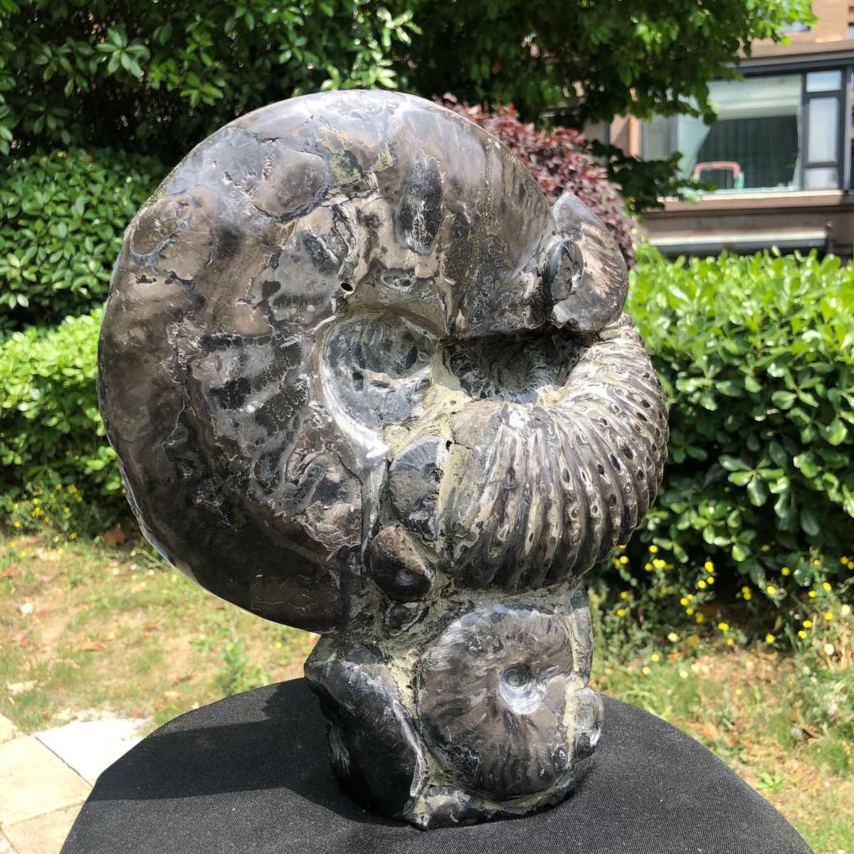 15.24LB Natural Beautiful Ammonite Fossil Conch Crystal Specimen Healing 5122