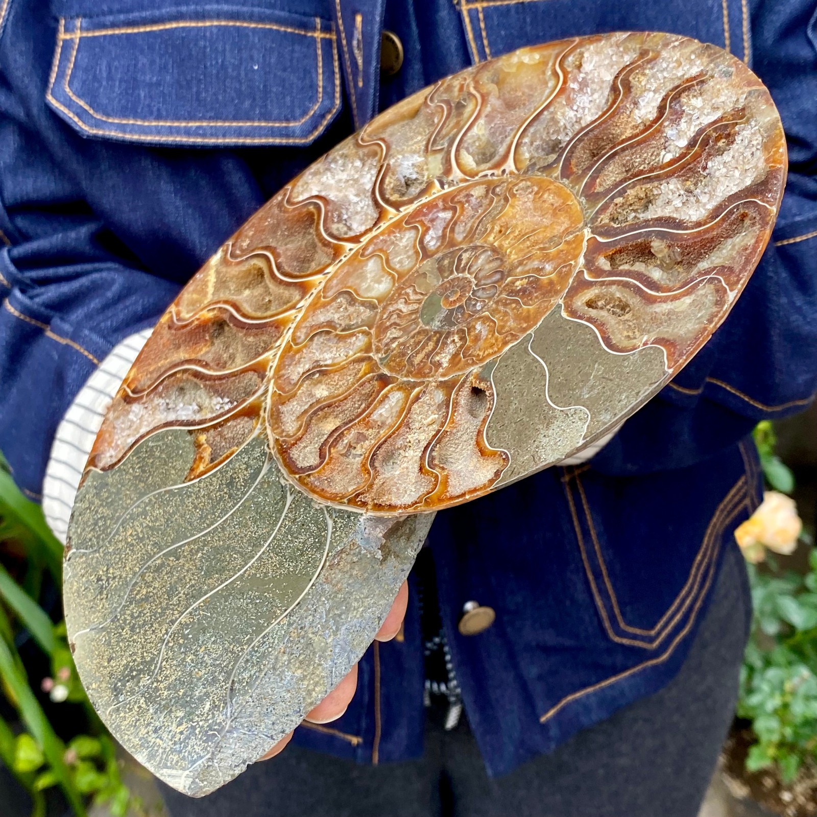 1.77LB Natural agate fossil snail shaped convex round gemstone