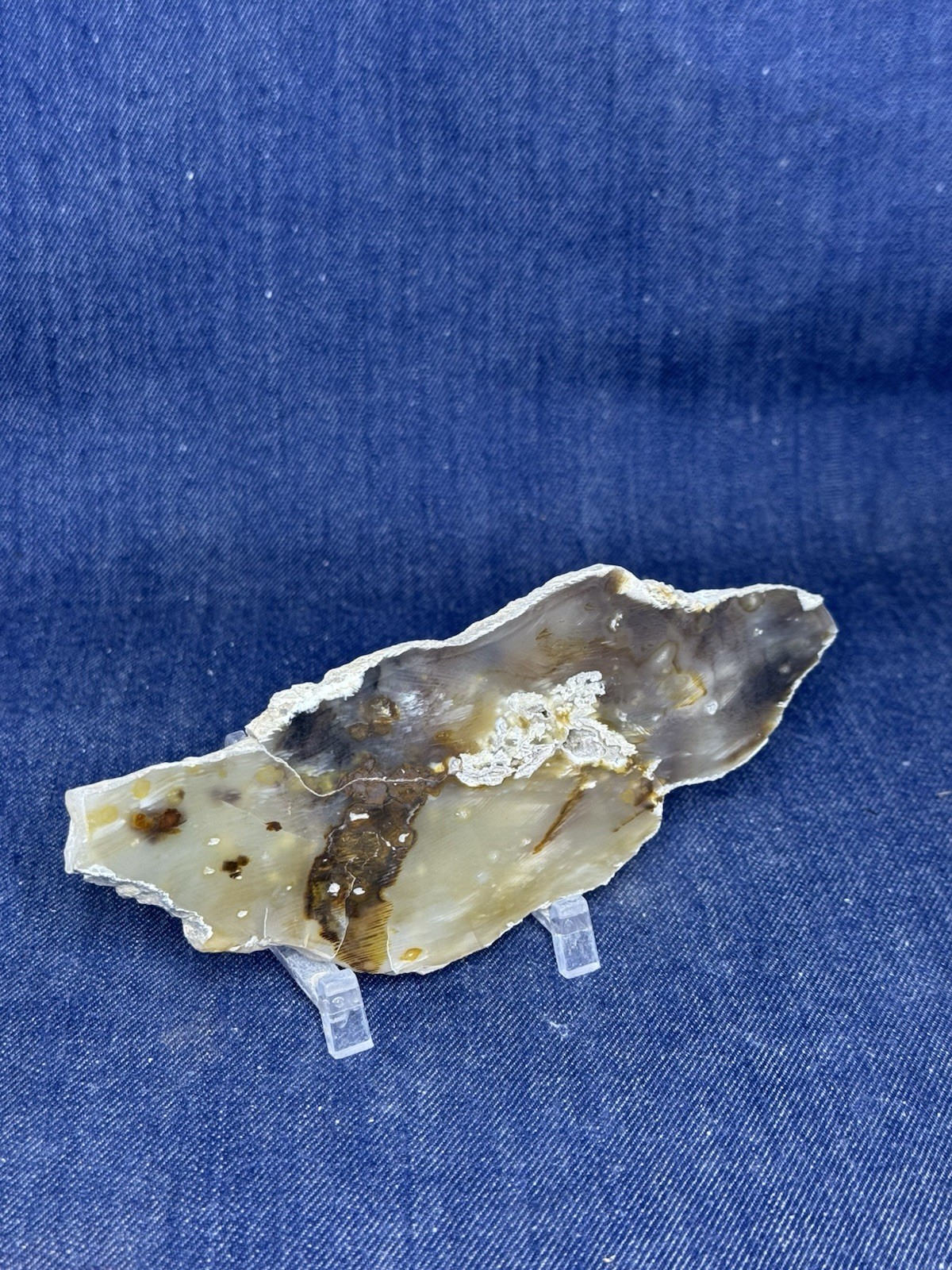 Petrified Wood Display Slab , ( From Oregon ) , With Stand