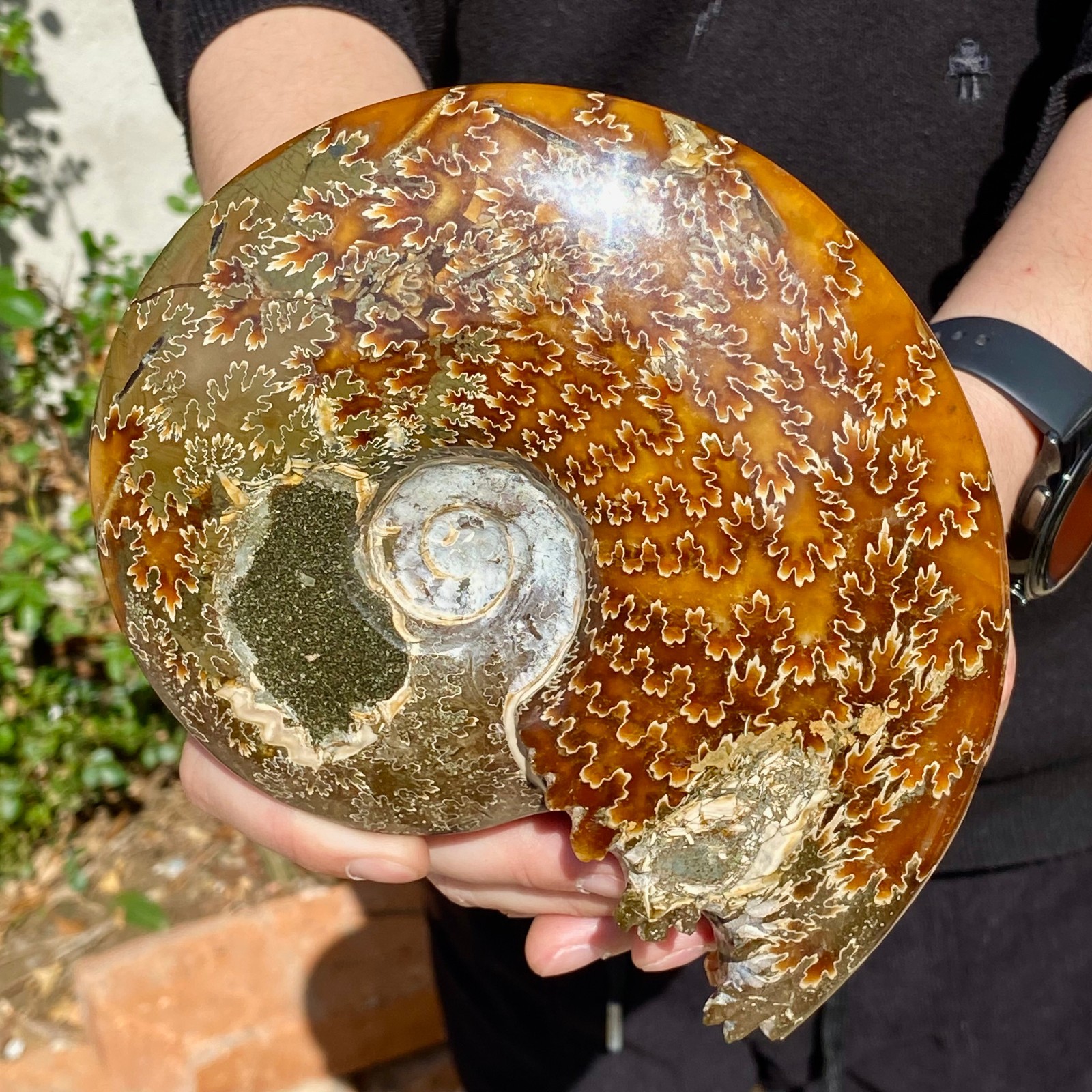 2.51LB Rare natural Natural conch fossil specimens of Madagascar