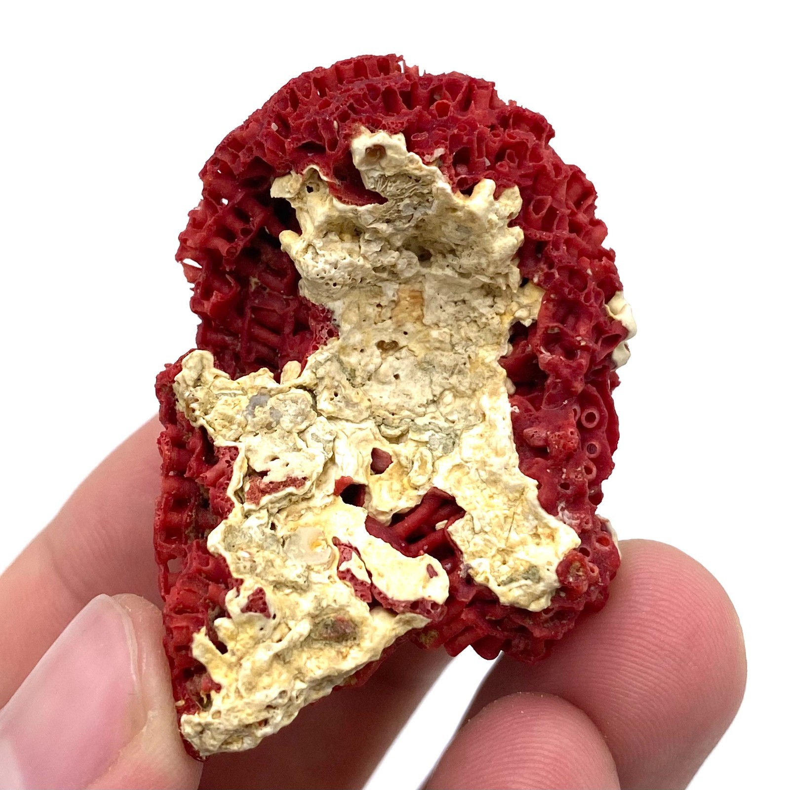 Natural Red Coral with Matrix , Mineral Specimen Collection, Italy