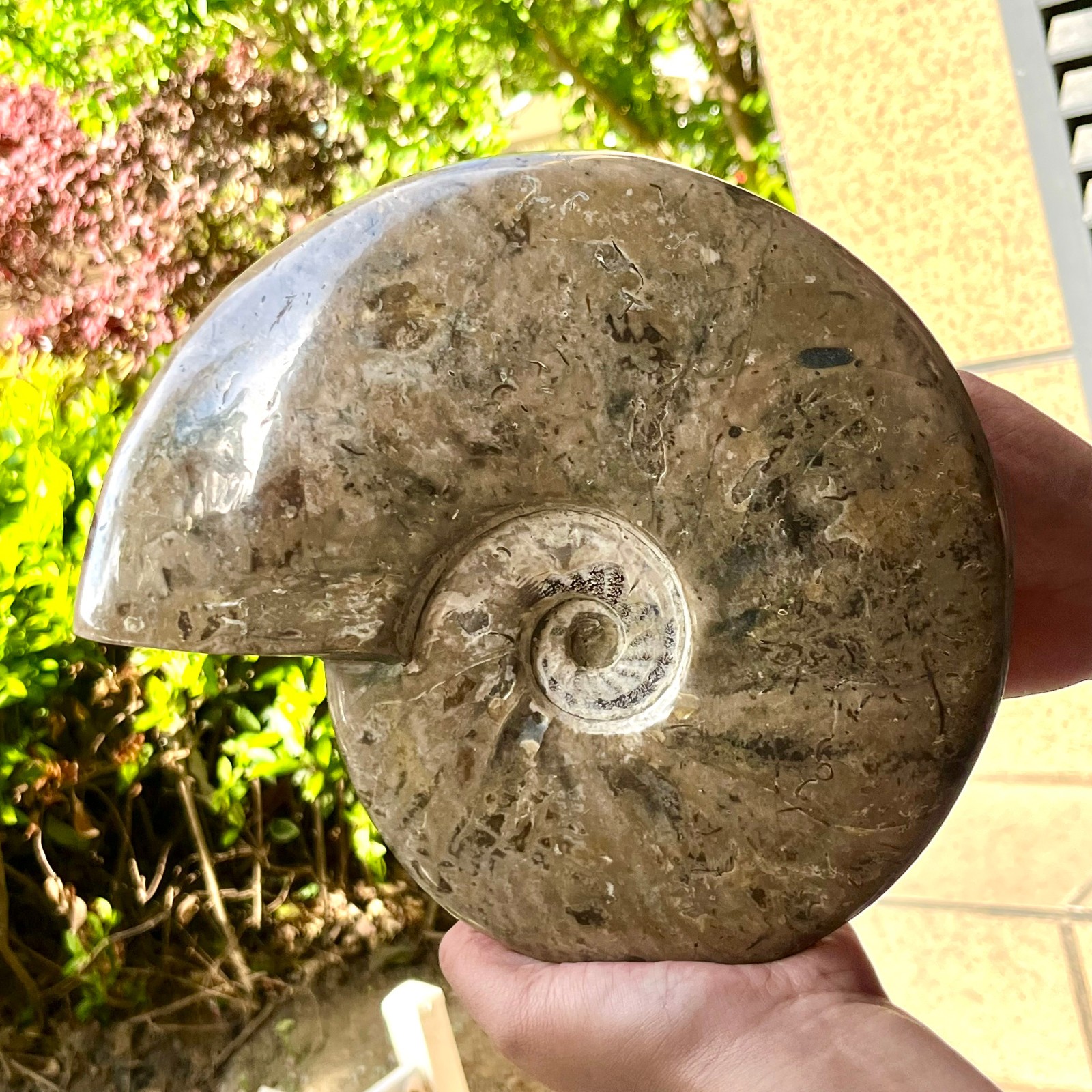 Polished Ammonite Fossil Spiral Shell Chrysanthemum Pattern Mineral 7.5 lb