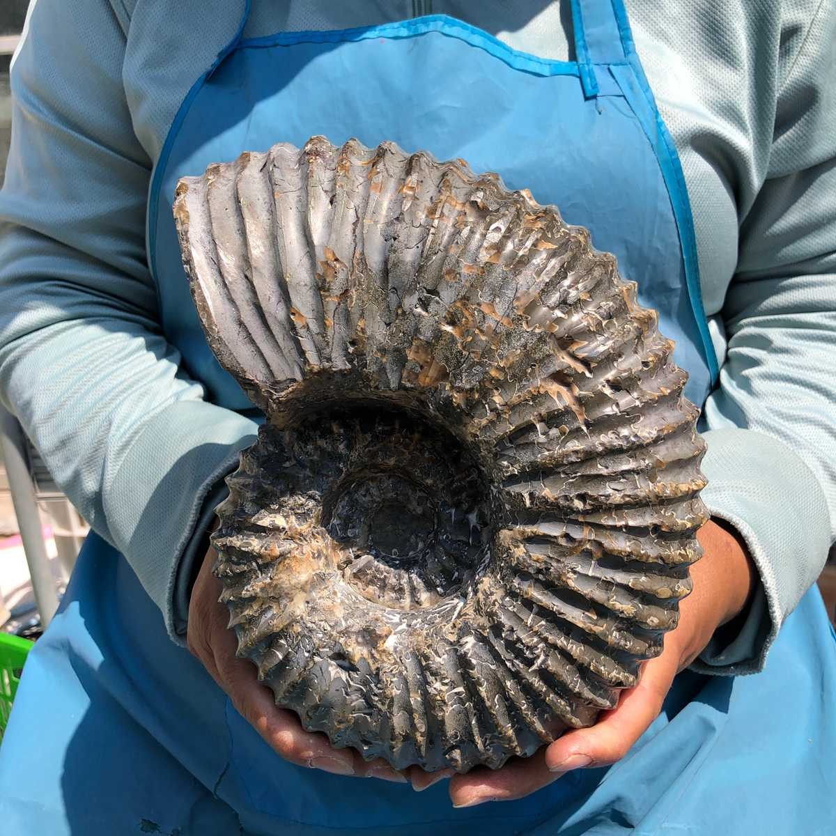 8.84LB Natural ammonite fossil conch Crystal specimen healing decor