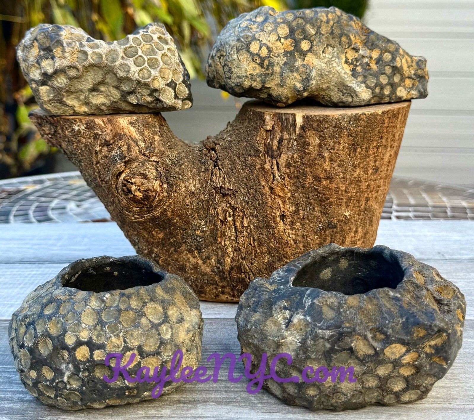 Wholesale Lot 4 Pcs Natural Fossil Coral Crystal Healing 3.2-3.5lbs