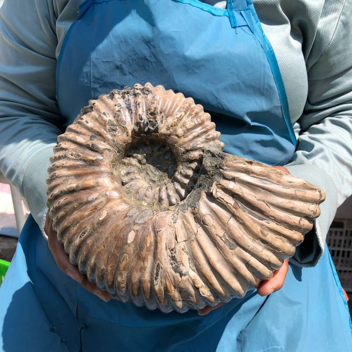 8.91LB Large Natural Beautiful Ammonite Fossil Conch Crystal Specimen Healing