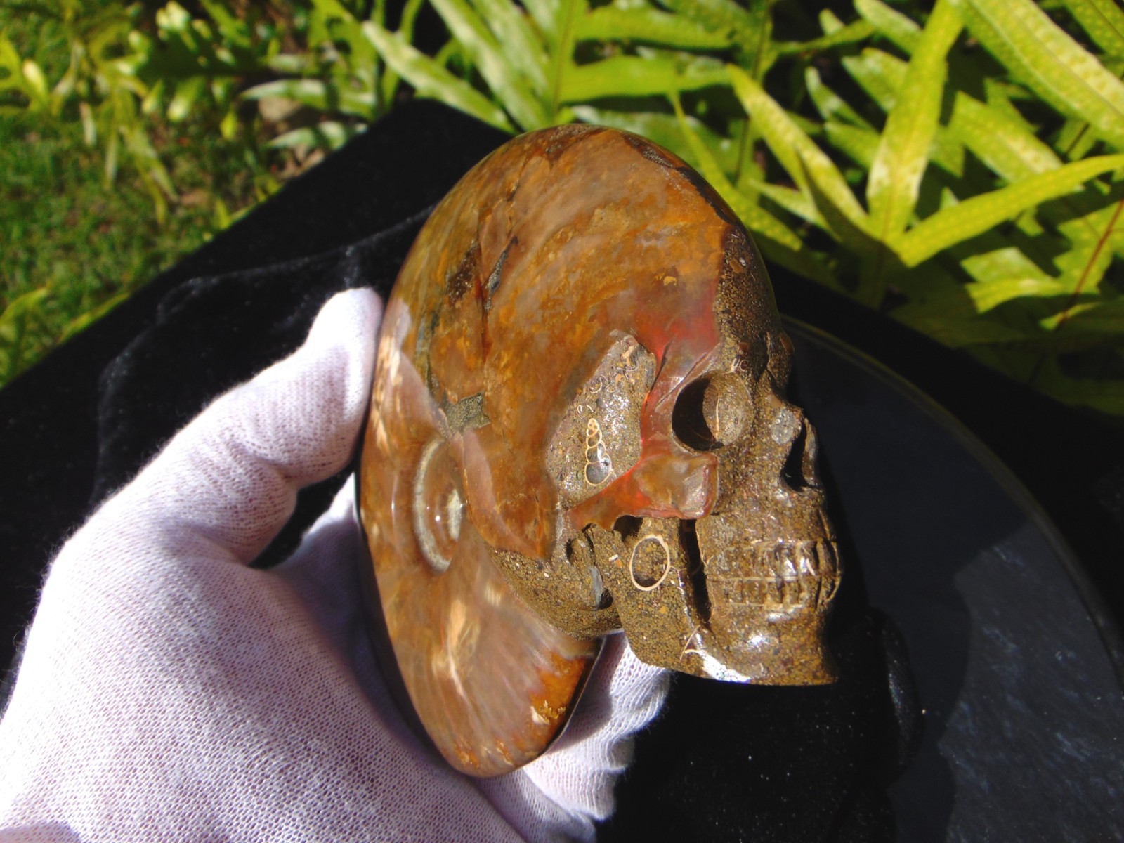 Carved Skull Ammonite from Skullis