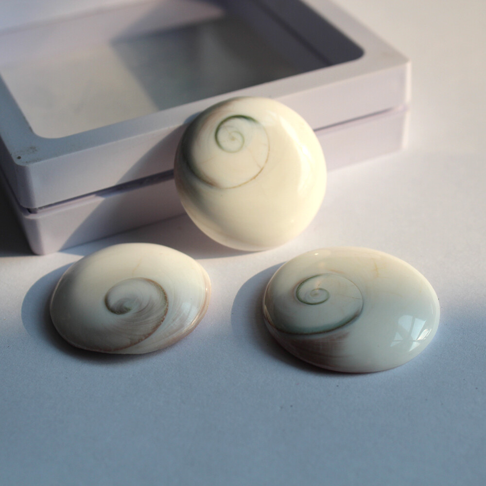 Natural Sun shell Shiva Eye Fossil Specimen Crystal Reiki Healing Palm Stone