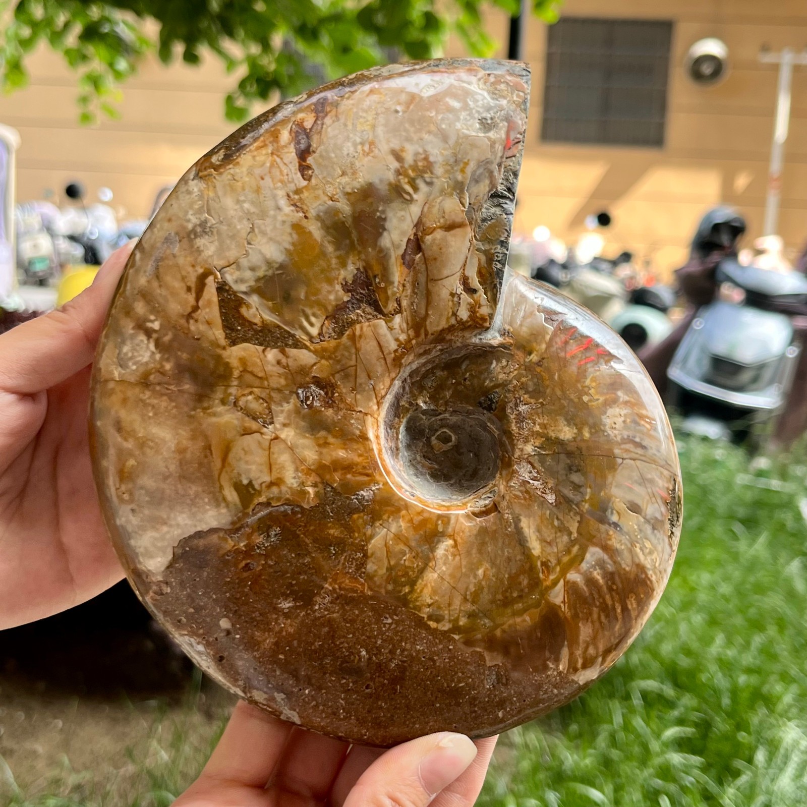 Genuine Ammonite Fossil Polished Sea Snail Shell Gemstone Figure Display 3.3 lb
