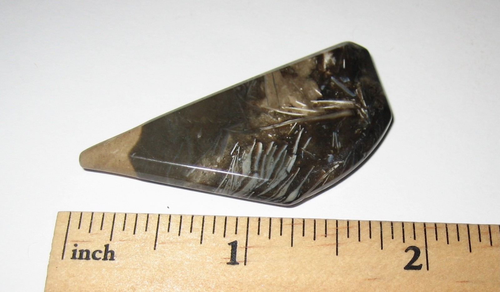 1.9″ TUMBLED POLISHED CABOCHON STYLE FOSSIL FORAMINIFERA STONE INDONESIA 9.8g *1