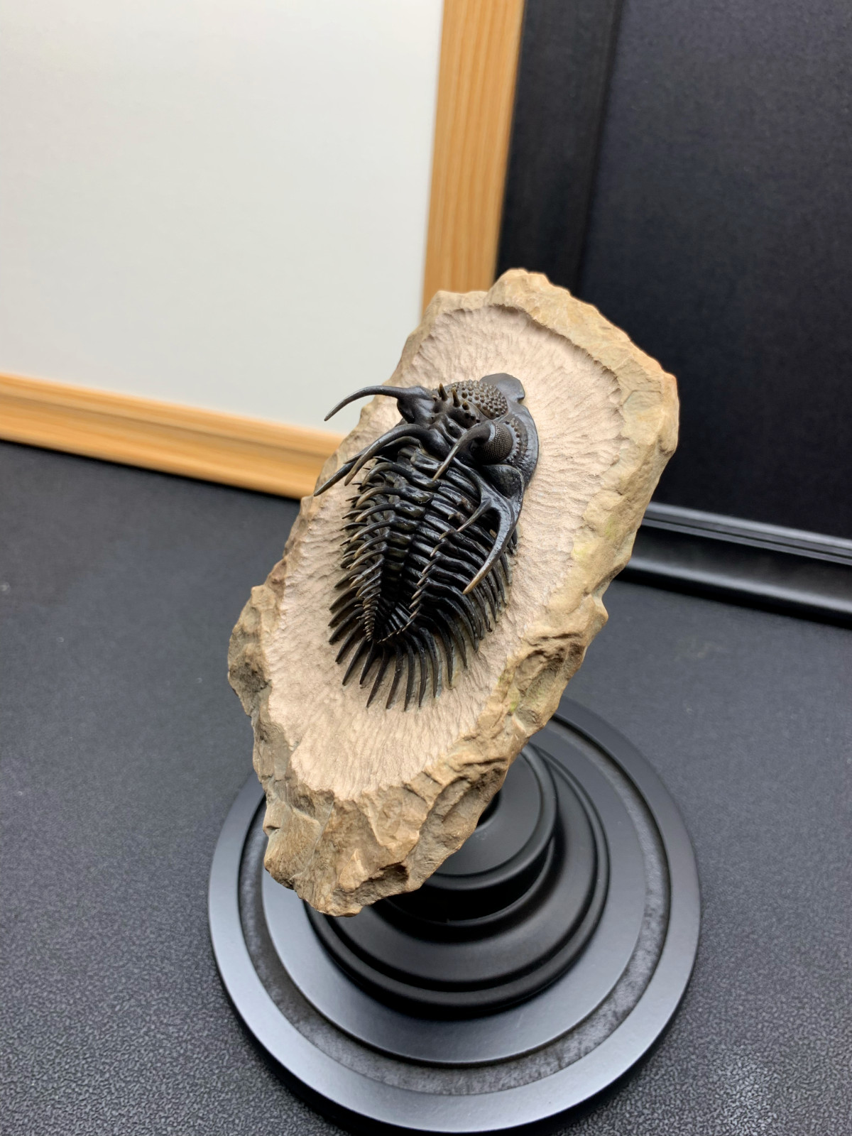 1:1 Comura Bullyneki Trilobite Resin Replica, Spiny Trilobite Fossil Display