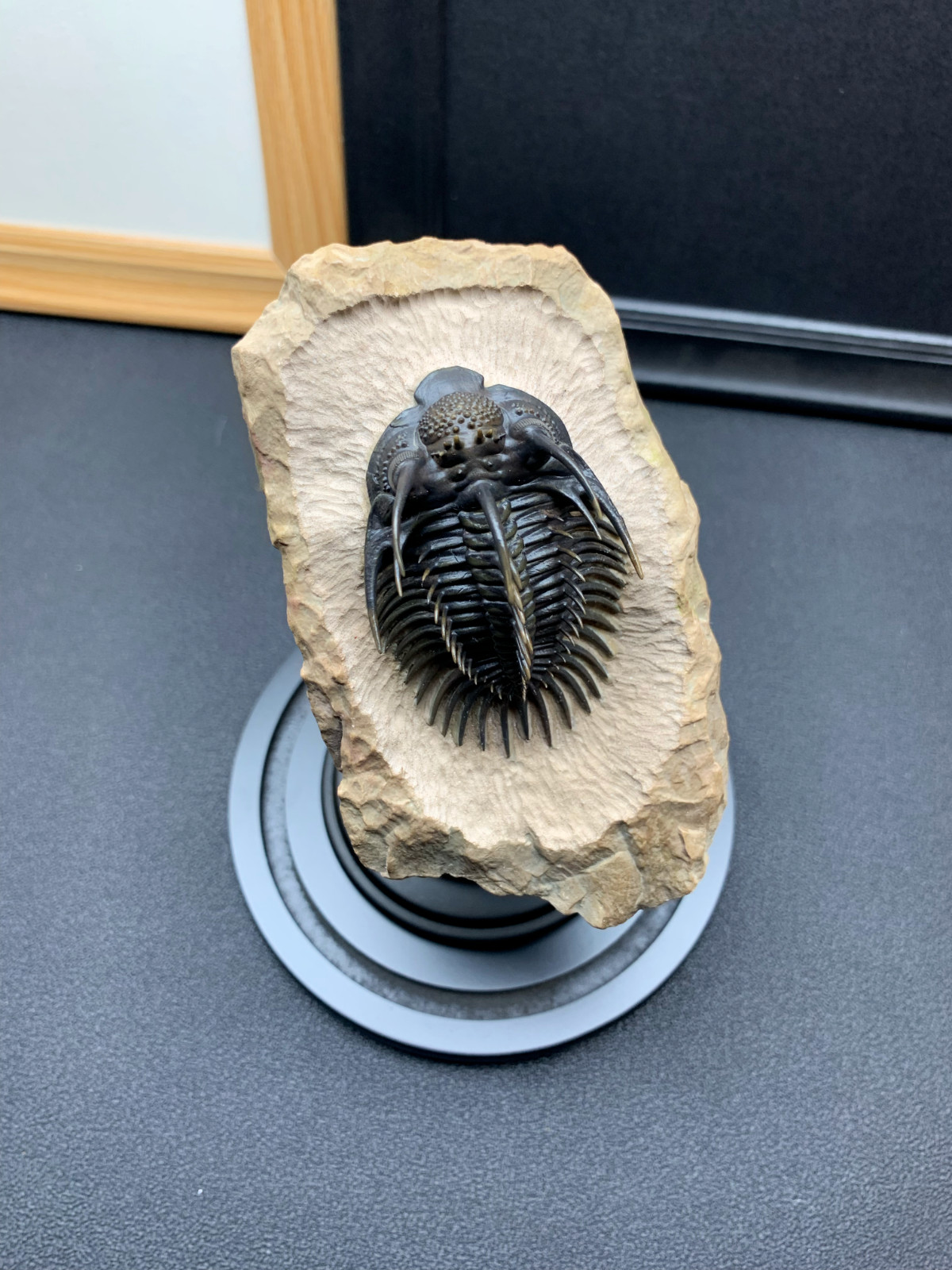 1:1 Comura Bullyneki Trilobite Resin Replica, Spiny Trilobite Fossil Display