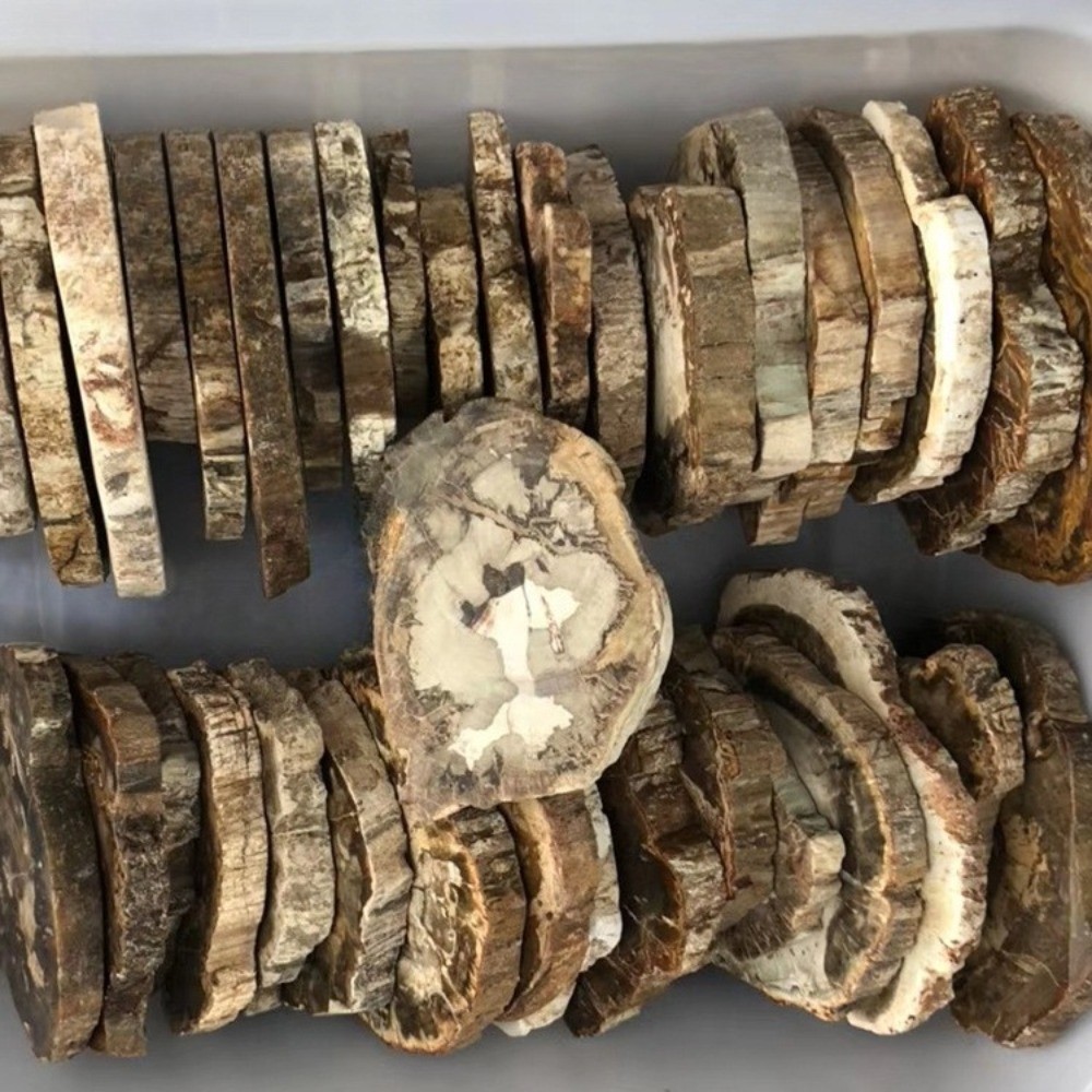 wholesale Natural Irregular Petrified Wood Slice Fossil Tabler Decor Specimen