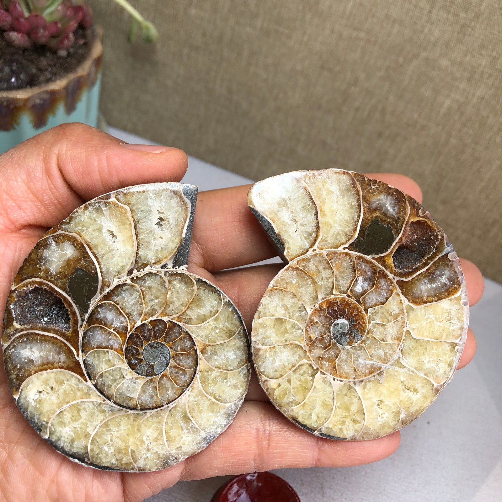 1 pairs of Split Ammonite conch Specimen Shell Healing 67mm 156g A3087