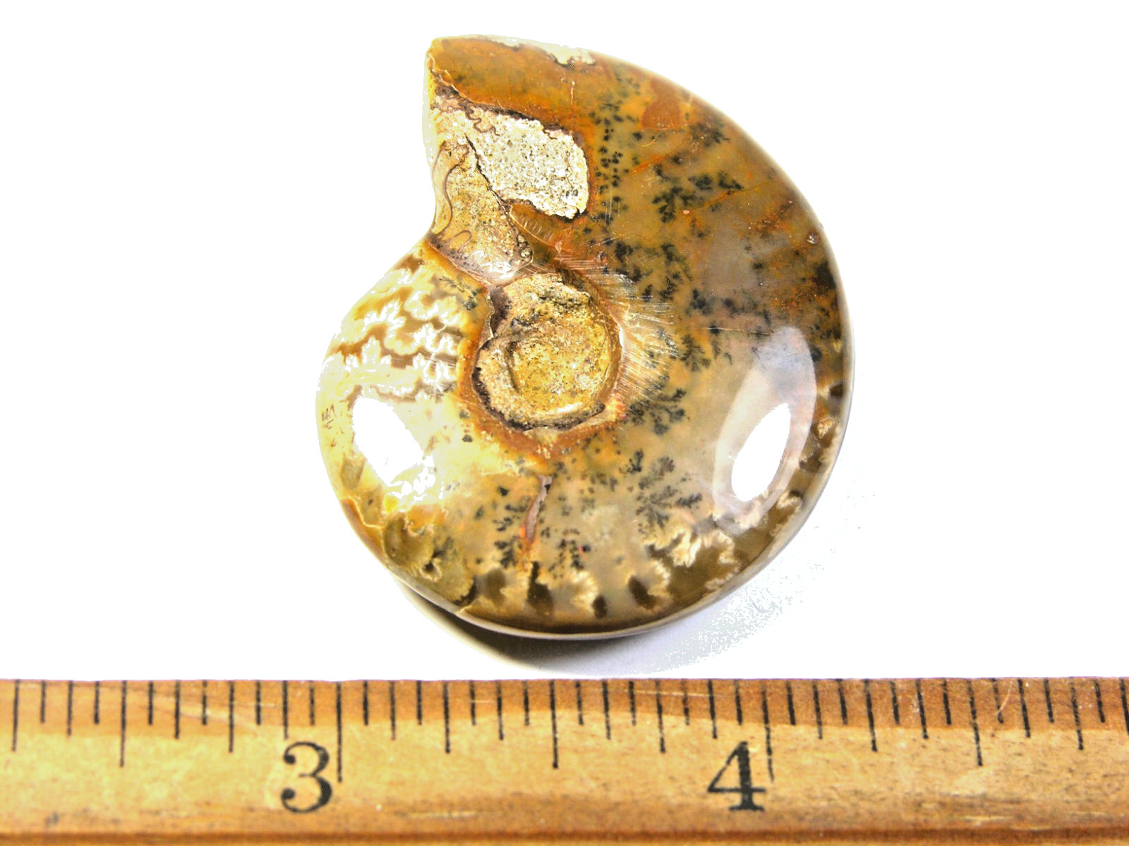 Ammonite fossil polished 1 1/2″ + showing suture &fire Madagascar ms51