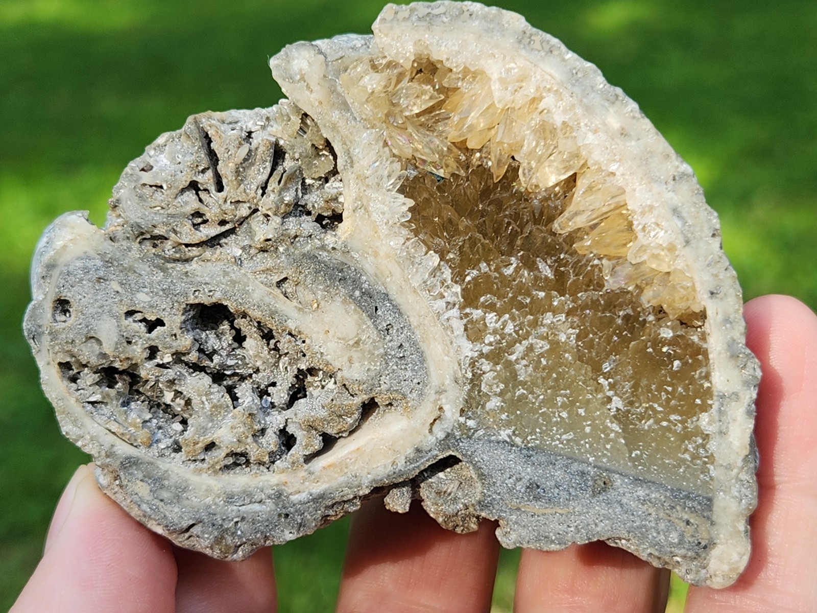 Calcite Crystal WHELK Shell Fossil Rucks Pit Florida dogtooth UV CUT POLISHED