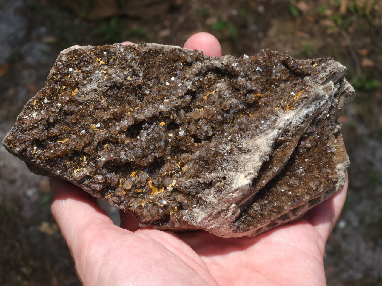 Brilliant Petrified Wood Smoky Crystallized Fossil Quartz Crystal Alabama NICE