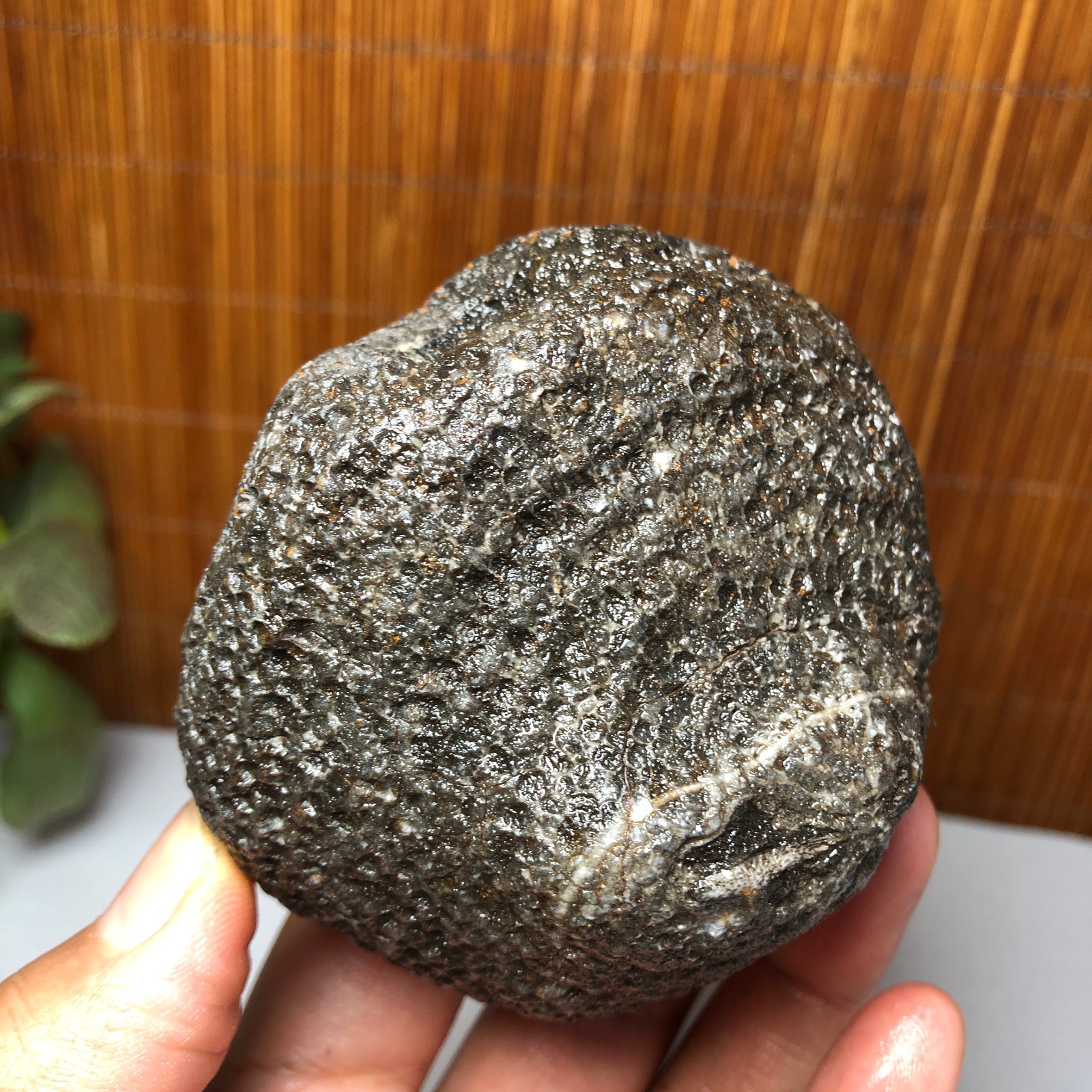 73mm Rare Rugose Coral Slab original Actinocyathus Morocco 291g AA9419