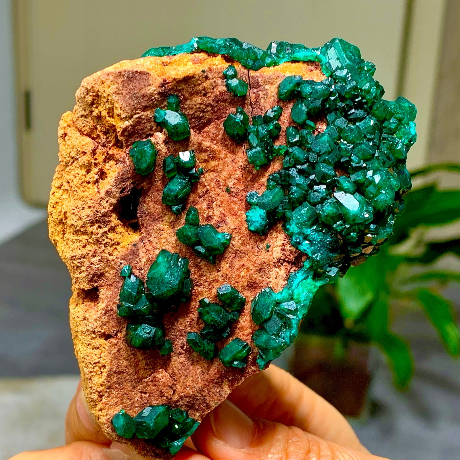 205G Natural Deep Green Grainy dioptase gemstone cluster mineral specimen