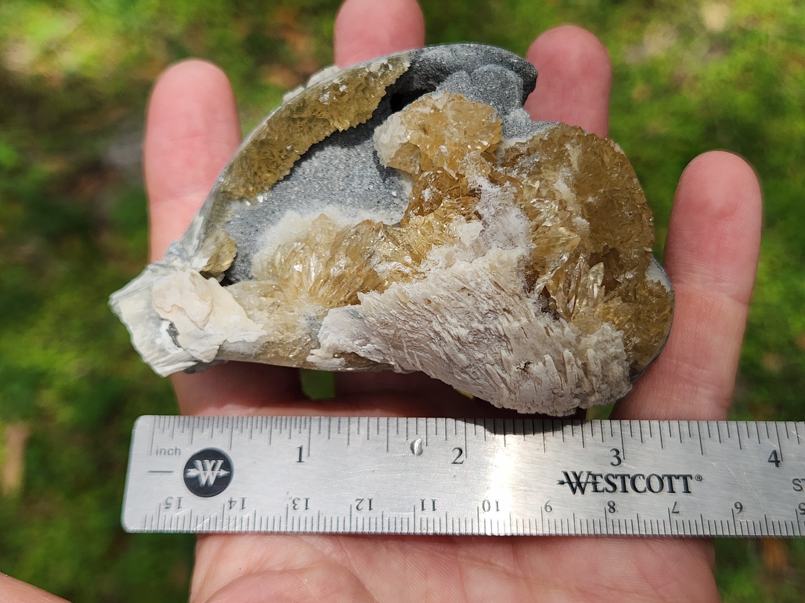 CALCITE CRYSTAL WHELK Shell Fossil Rucks Pit Florida dogtooth UV honey cluster