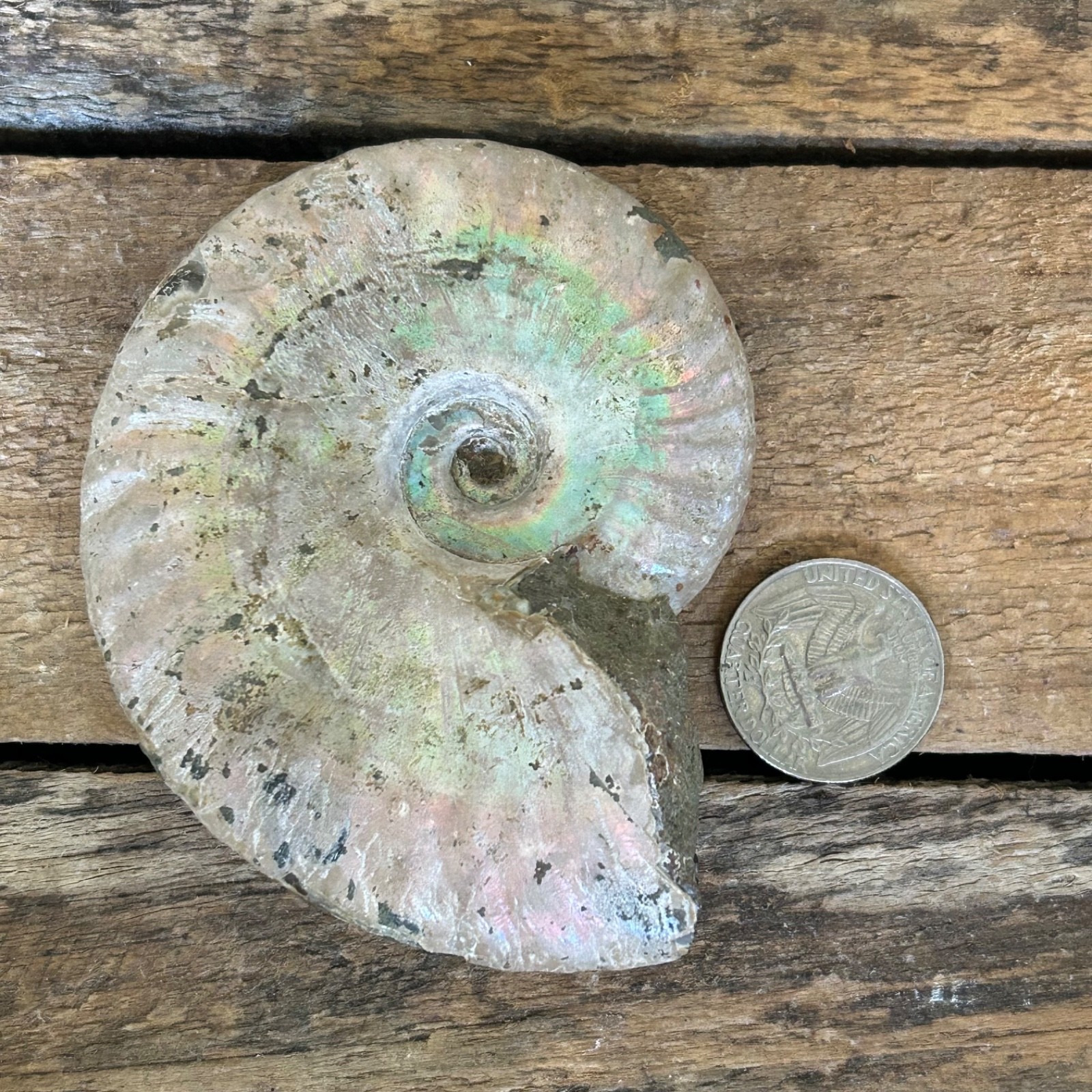 Opalized Ammonite Fossil 3.5″ Iridescent Rainbow Shell Healing Stone