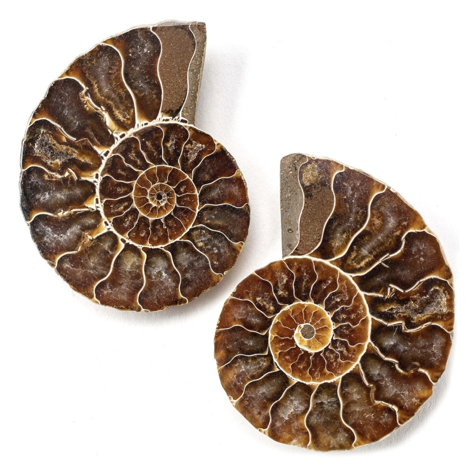 KALIFANO Extinct Natural Polished Ammonite Shell Pair Fossil Stone – Mineral …