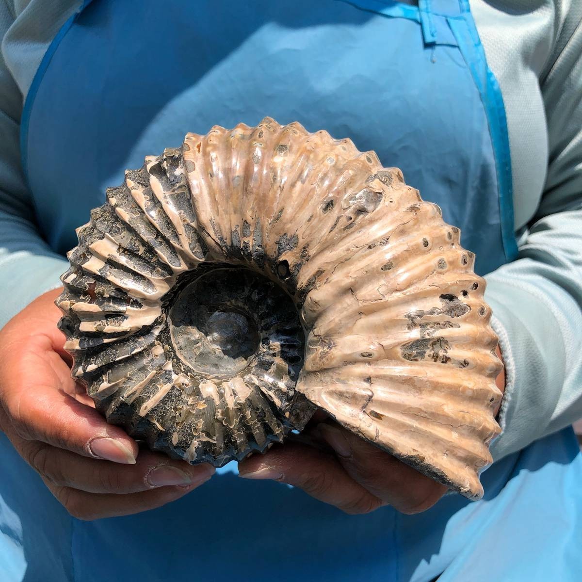 7.15LB 3pc Rare! Natural Tentacle Ammonite Specimen Healing Madagascar