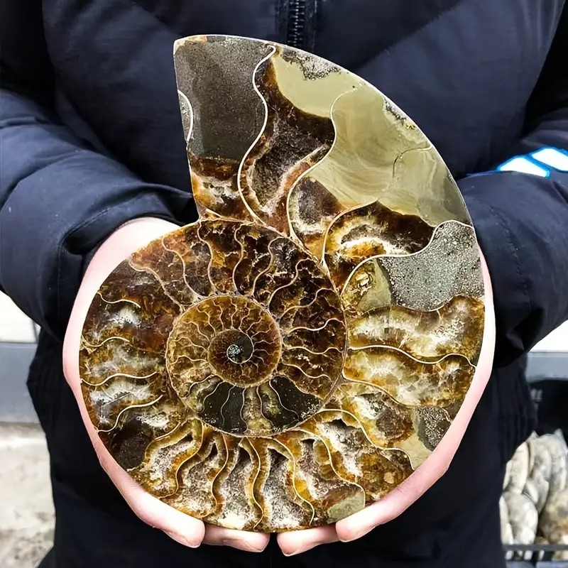 0.4LB 4” Natural Good Pattern Ammonite Fossil Polished Home Office Collection