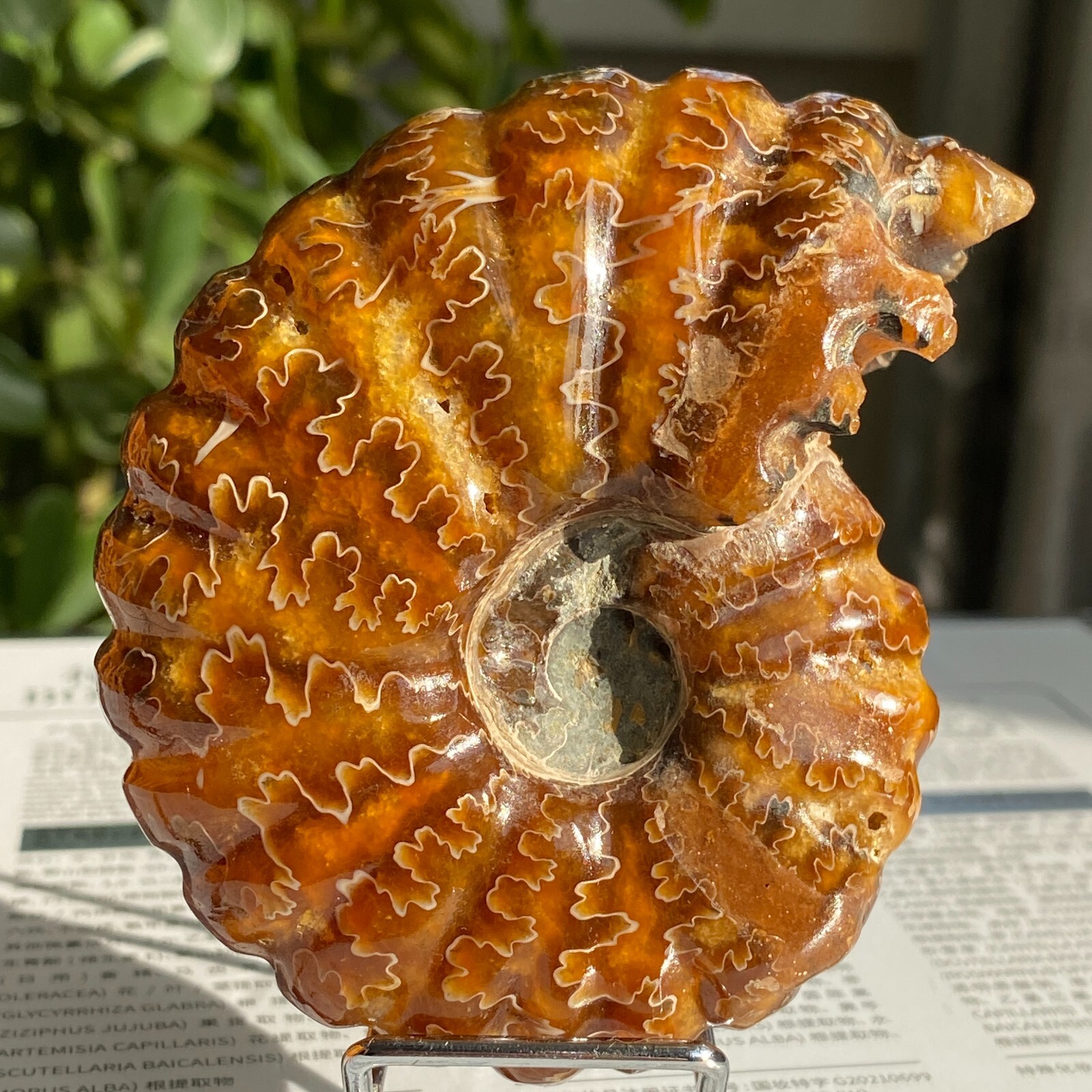 200g Top Natural Horn Screw Fossil Ammonite Conch Crystal Specimen Healing