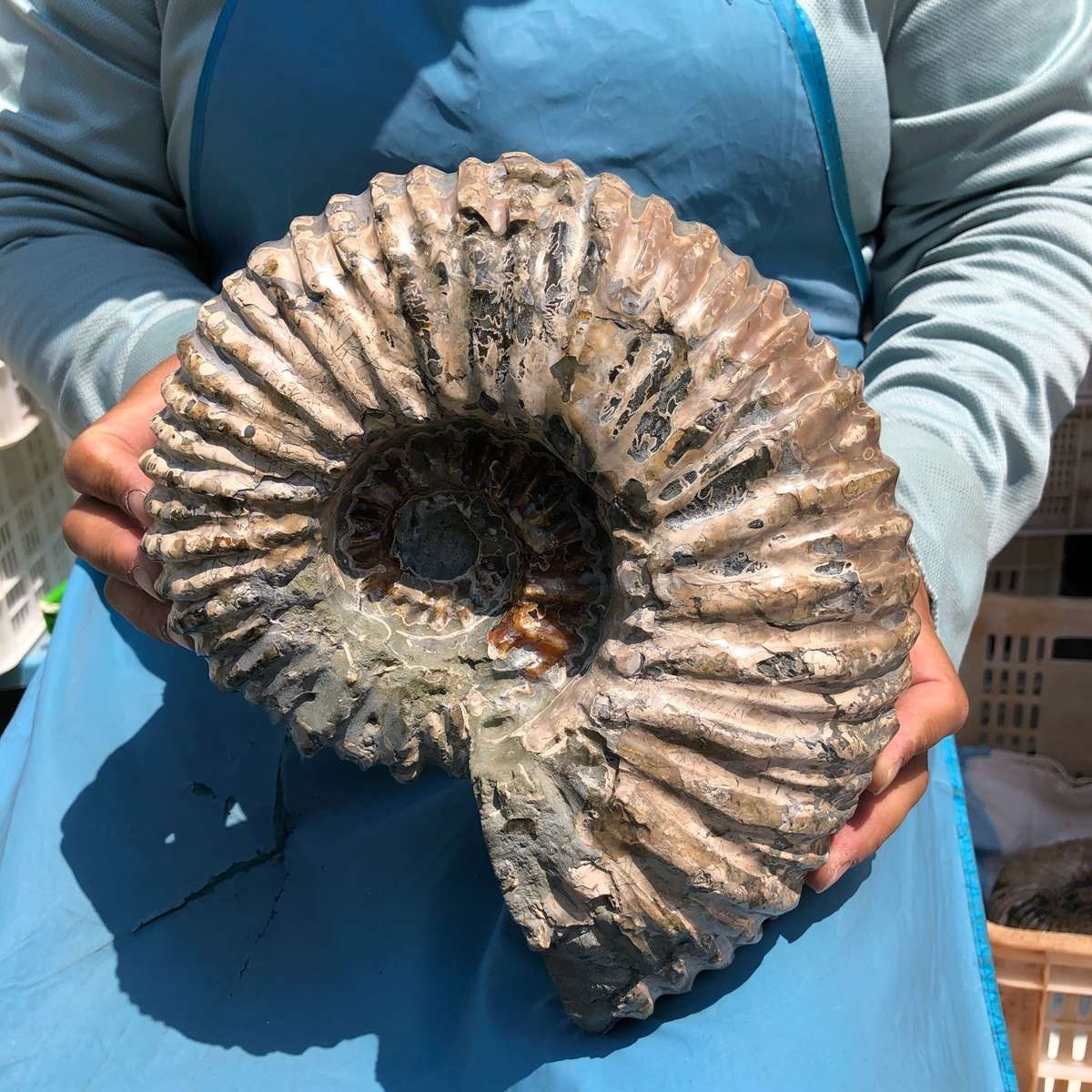 11.52LB Large Natural Beautiful Ammonite Fossil Conch Crystal Specimen Healing