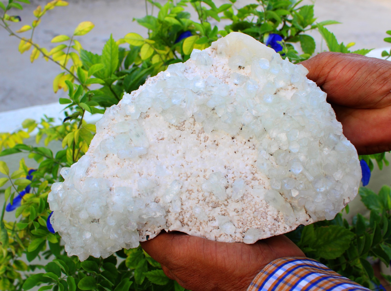 Green Apophyllite Crystals Format On Matrix Minerals Specimen