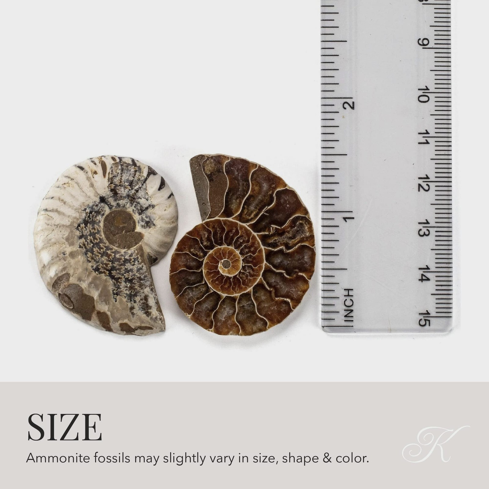 KALIFANO Extinct Natural Polished Ammonite Shell Pair Fossil Stone – Mineral …