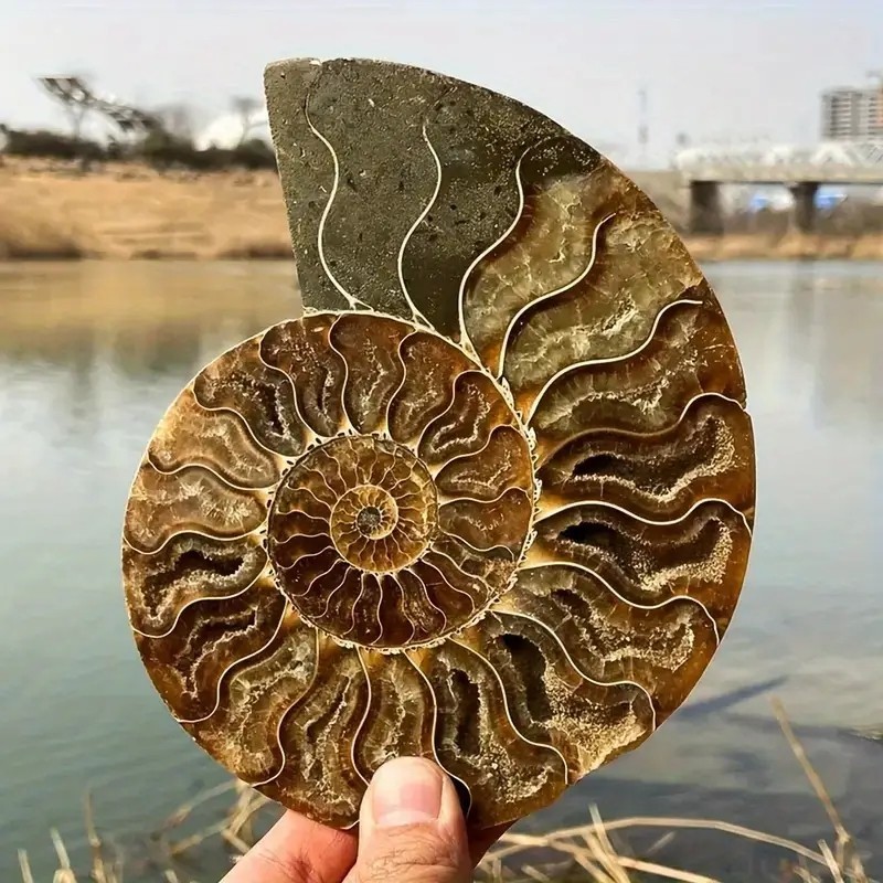 0.4LB 4” Natural Good Pattern Ammonite Fossil Polished Home Office Collection